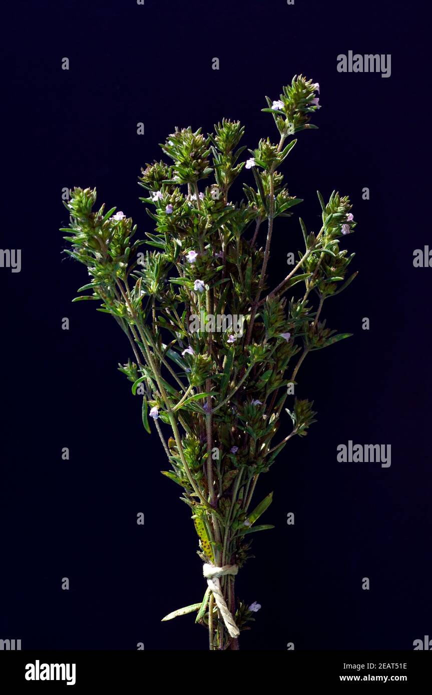 Sommer Bohnenkraut; Satureja hortensis Stock Photo