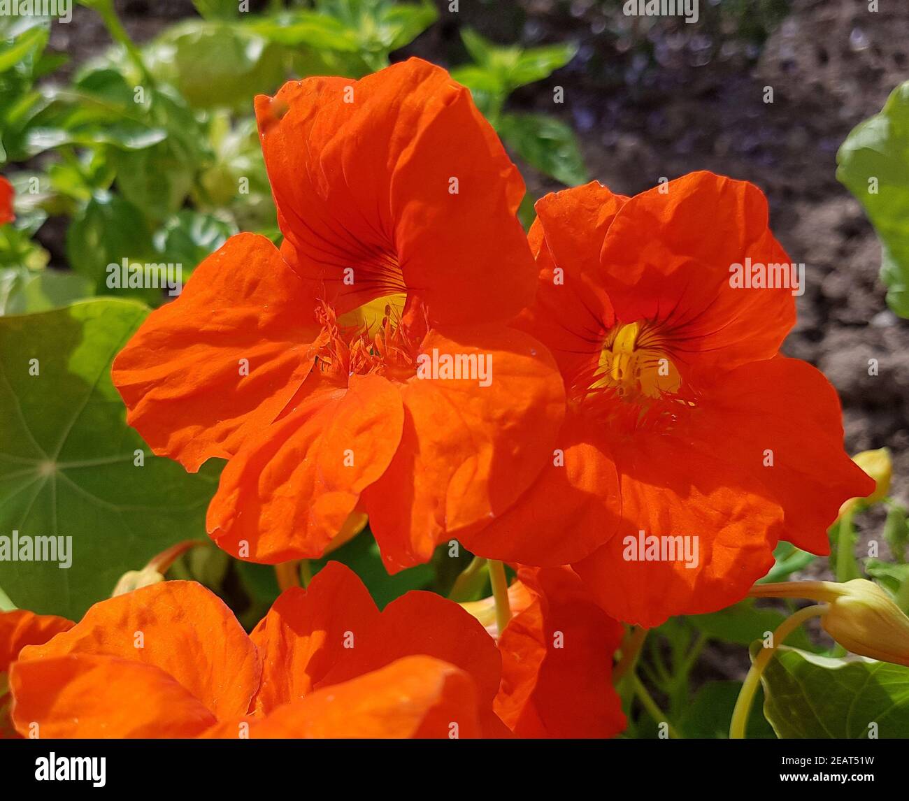 Produktbild von Kapuzinerkresse (Tropaeolum Majus) / Südtiroler Bäuerinnen