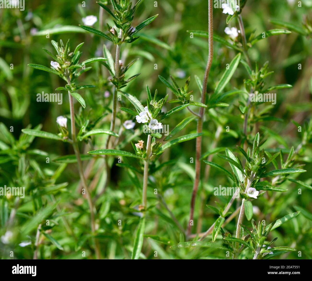 Sommer Bohnenkraut Stock Photo