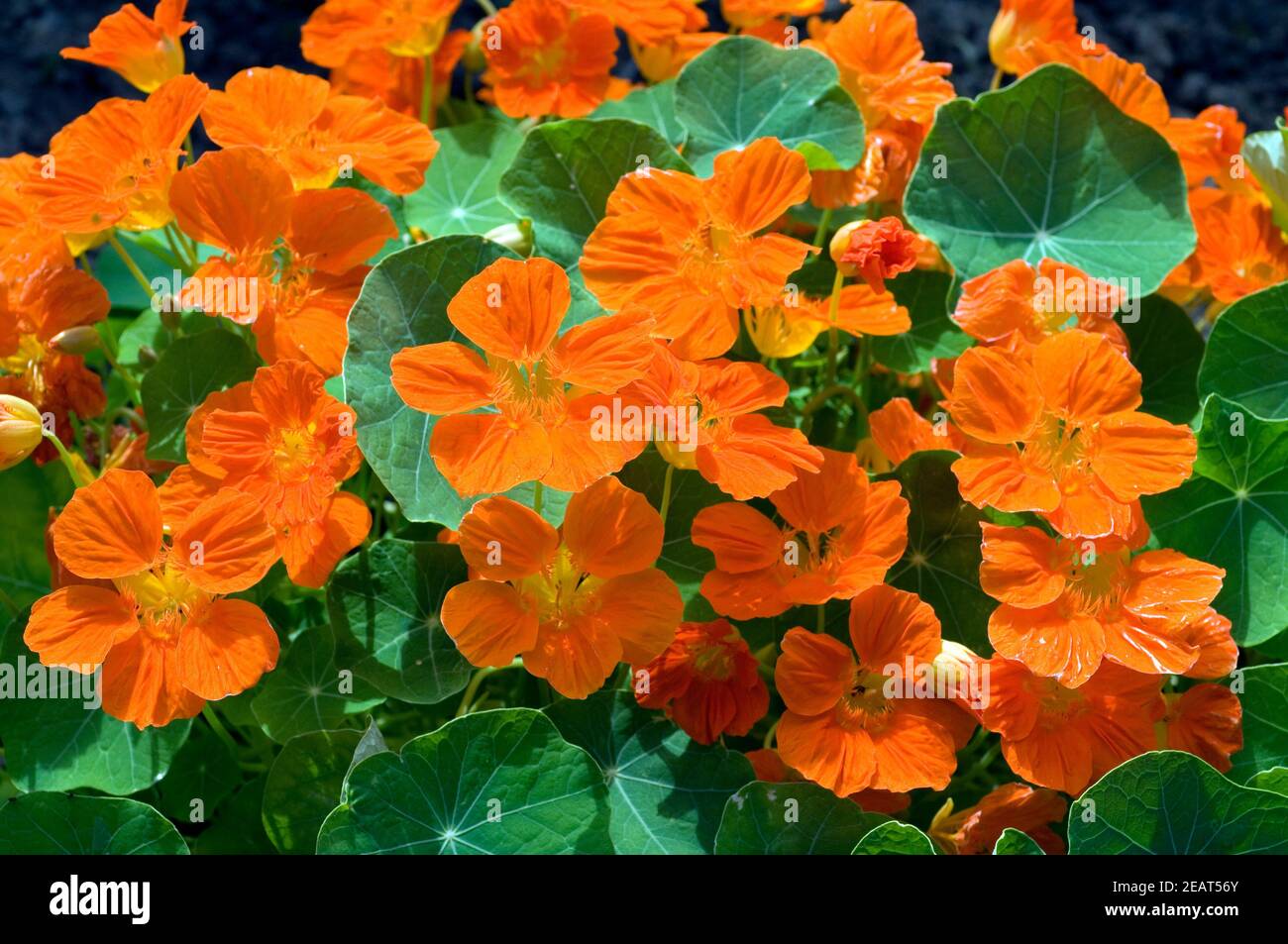 Kapuzinerkresse essbare blumen hires stock photography and images Alamy