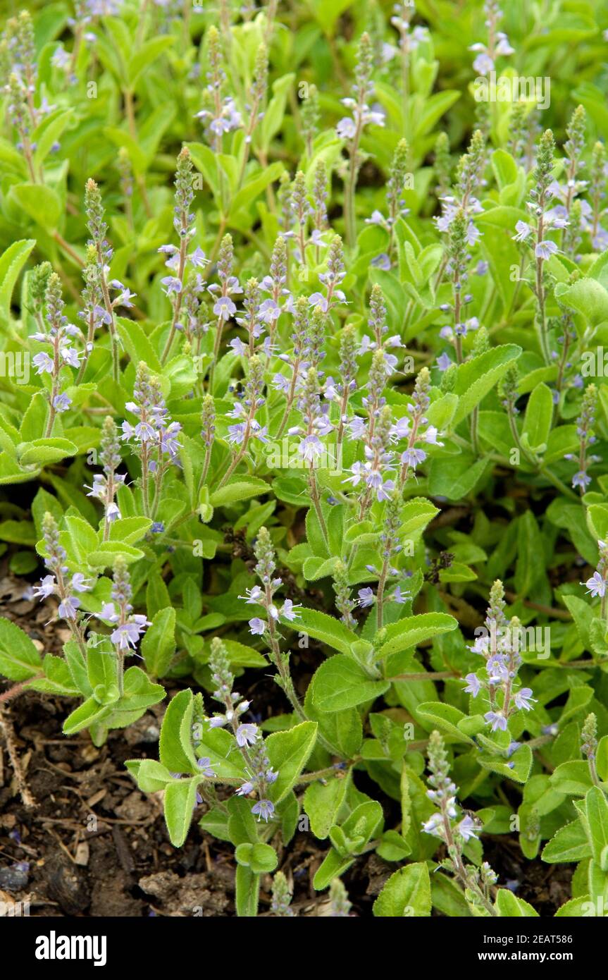 Wald-Ehrenpreis Stock Photo