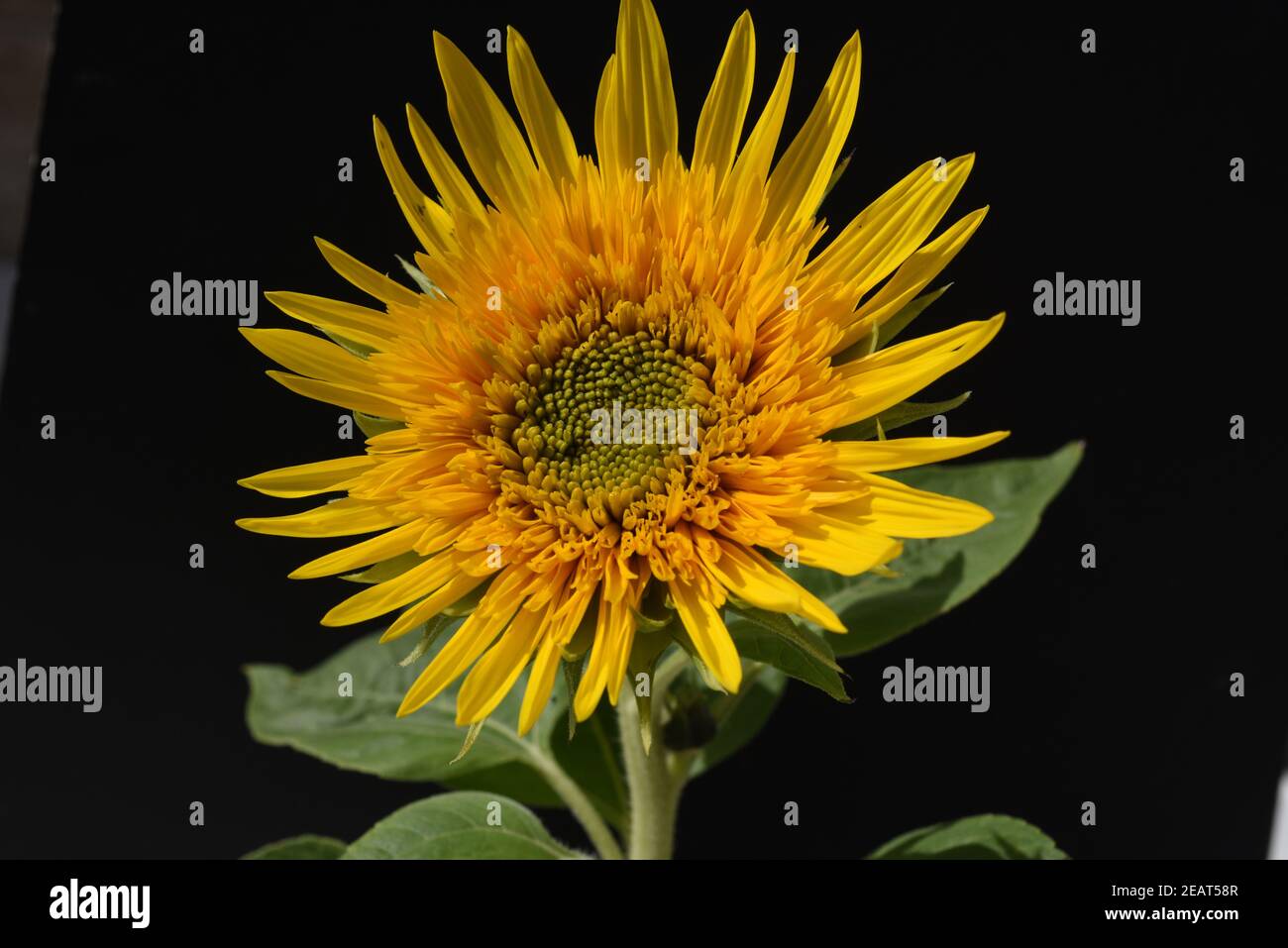 Sonnenblume, Helianthus, annuus Stock Photo - Alamy