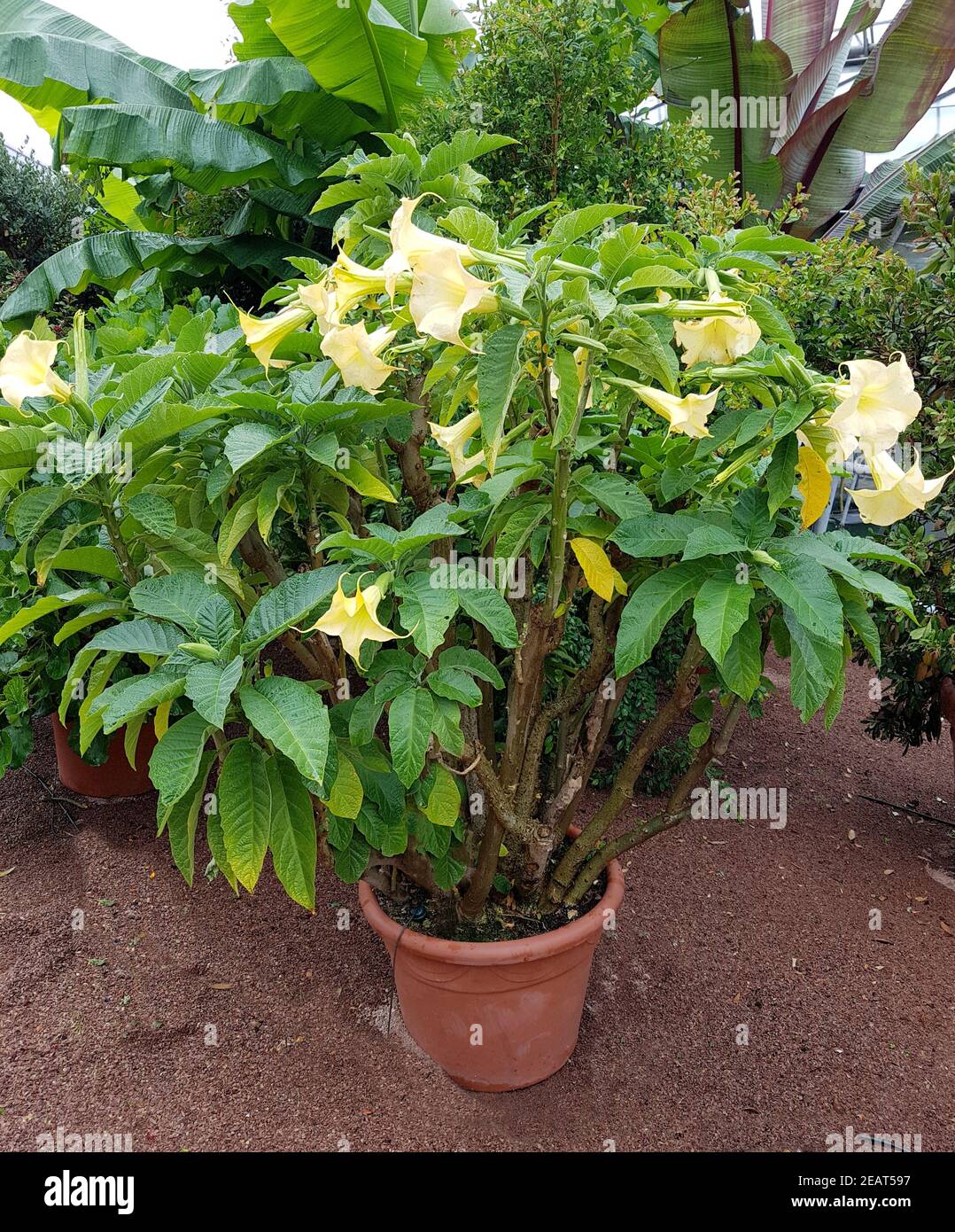 Engelstrompete, Brugmansia, suaveolens Stock Photo