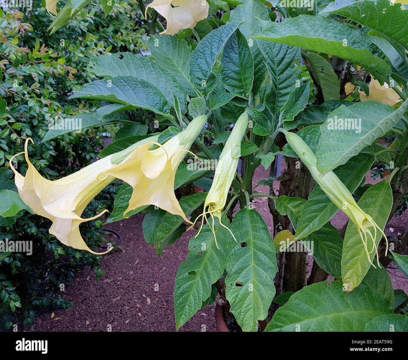 Engelstrompete, Brugmansia, suaveolens Stock Photo