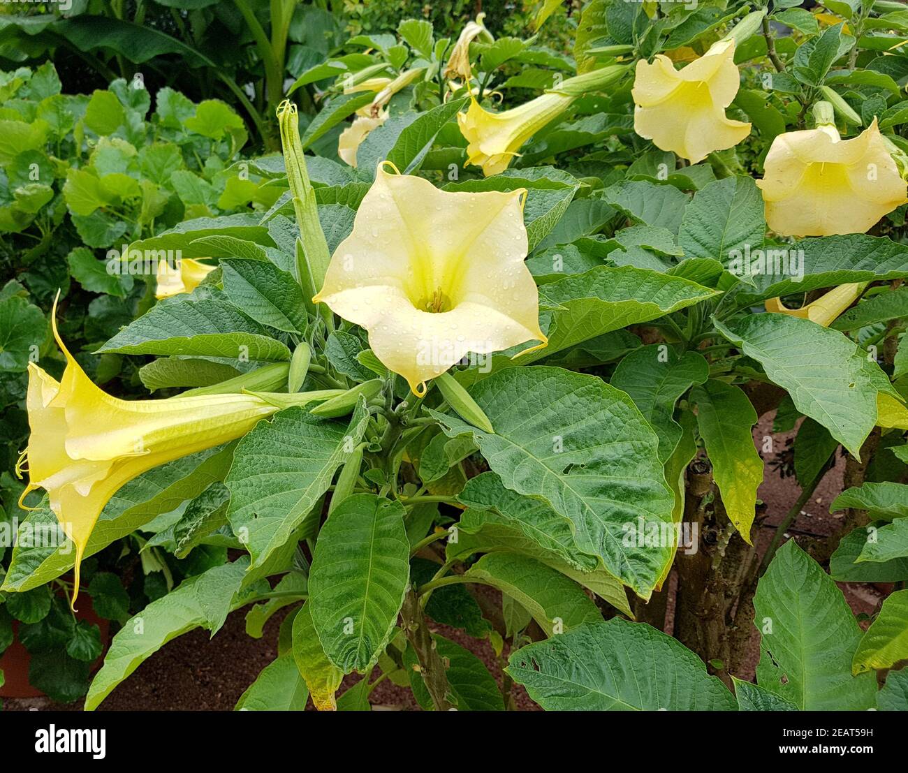 Engelstrompete, Brugmansia, suaveolens Stock Photo