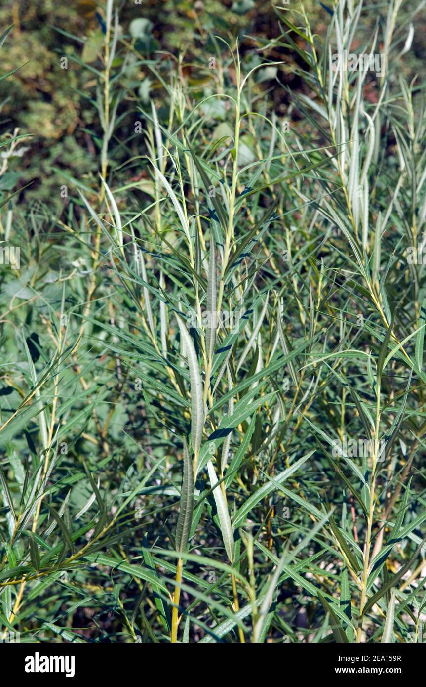 Energiepflanze, Weide, Salix Stock Photo