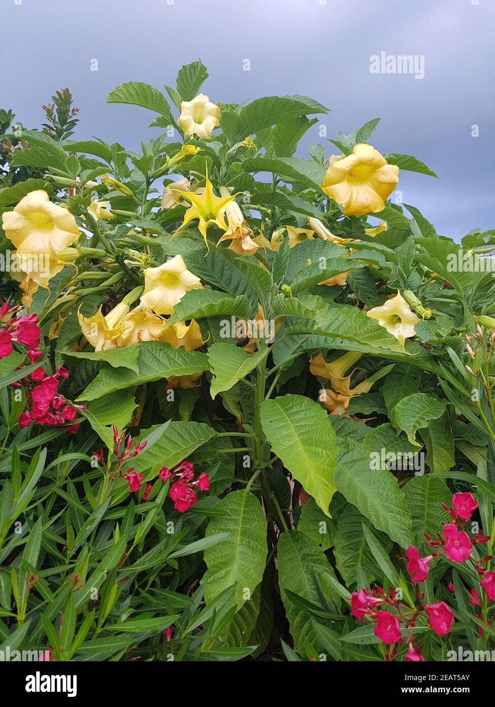 Engelstrompete, Brugmansia, suaveolens Stock Photo