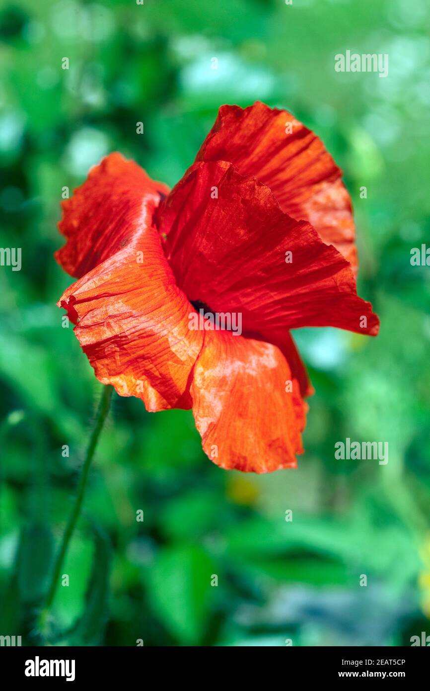 Klatschmohn  Papaver  rhoeas Stock Photo