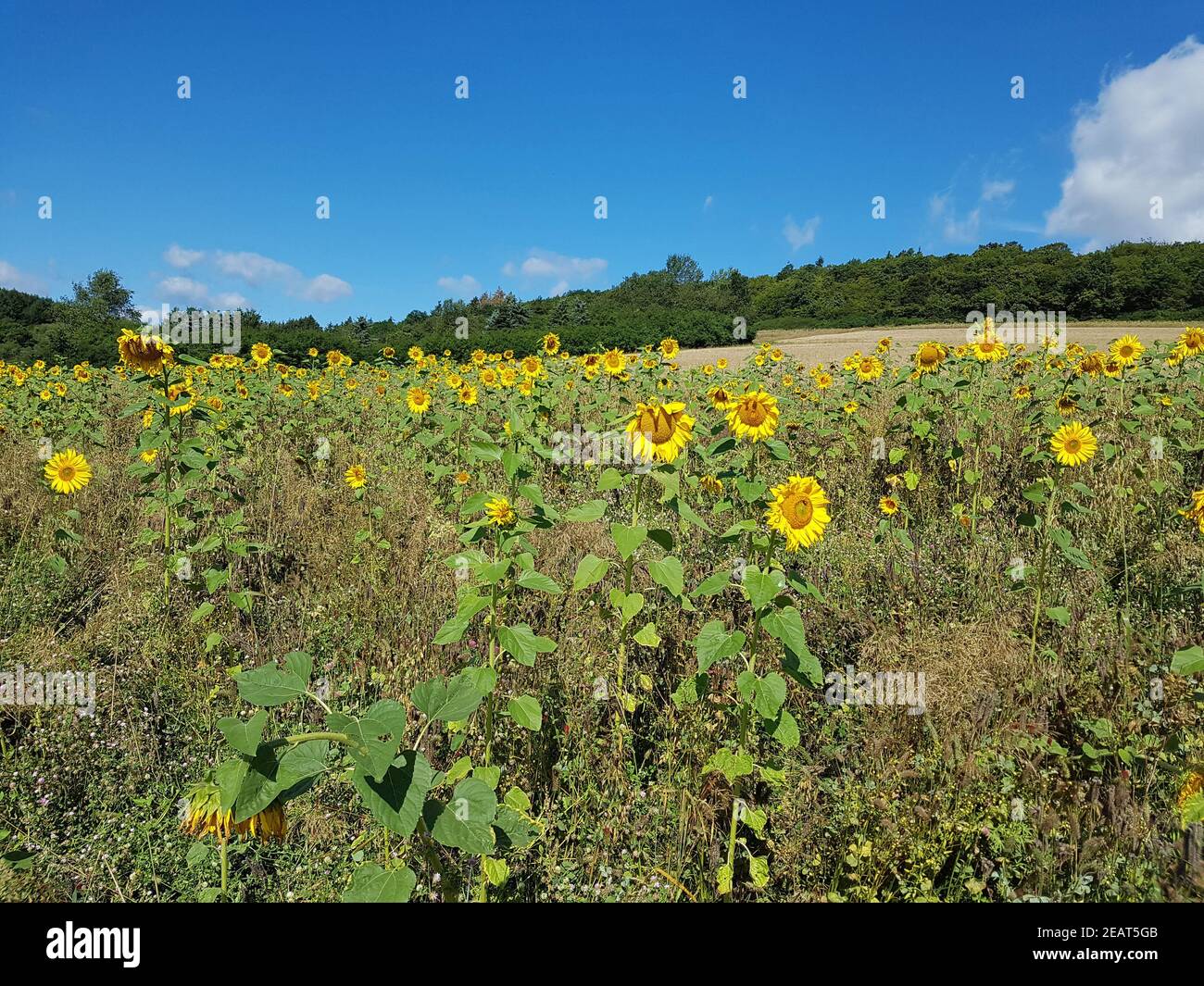 Oelpflanze High Resolution Stock Photography and Images - Alamy