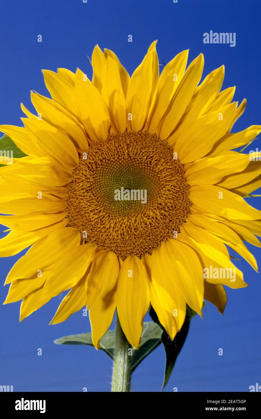 Winunique: Keep It Simple
