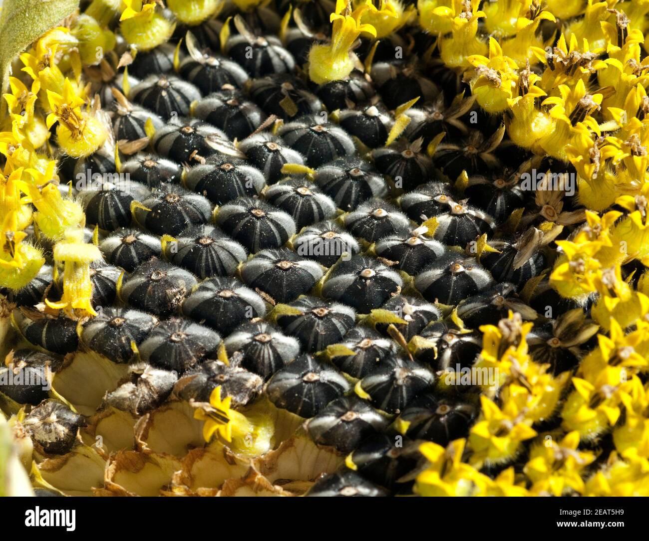 Sonnenblumenkern High Resolution Stock Photography and Images - Alamy