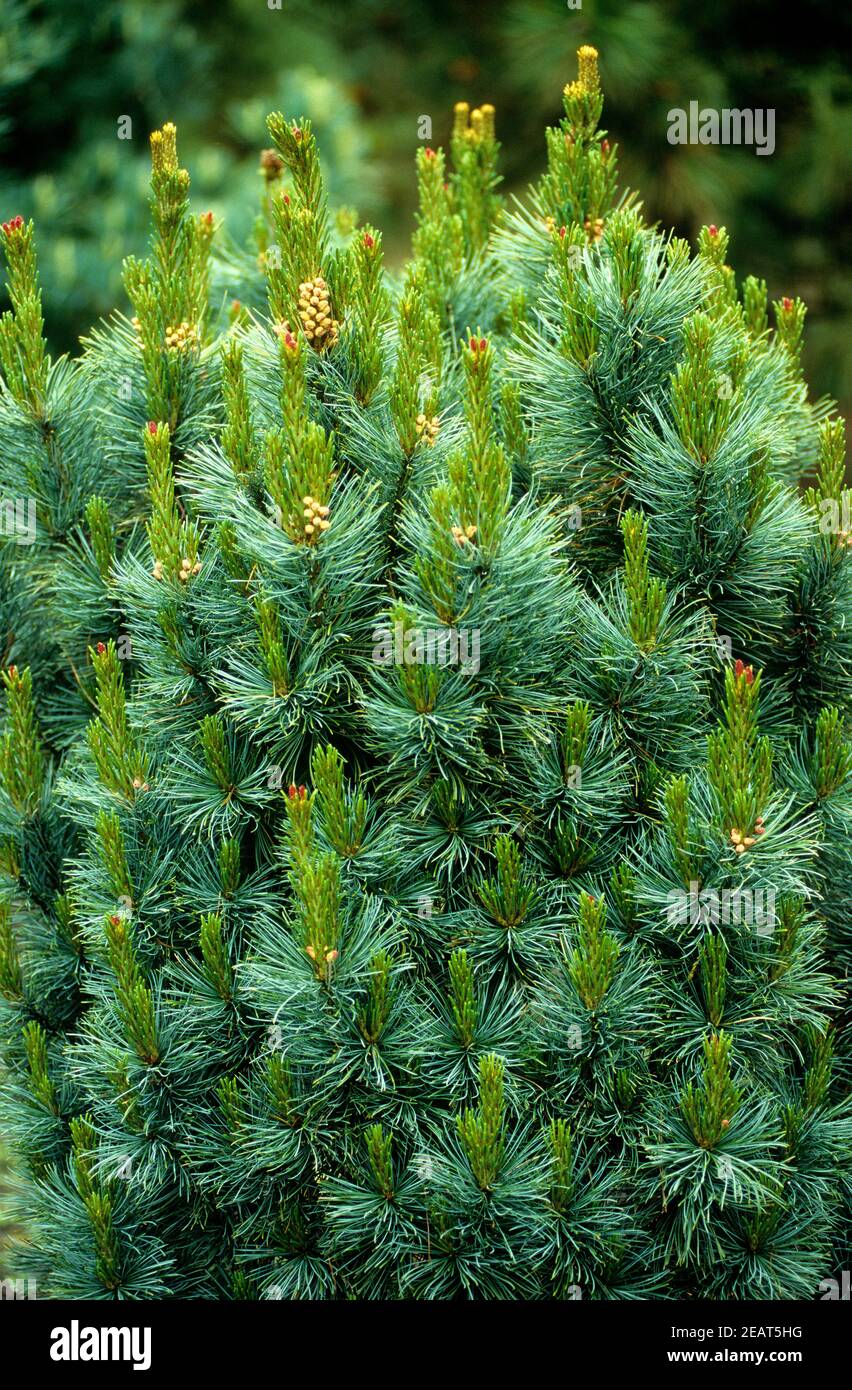 blaue Kriechkiefer, Kiefer, Pinus pumila, Globe Stock Photo