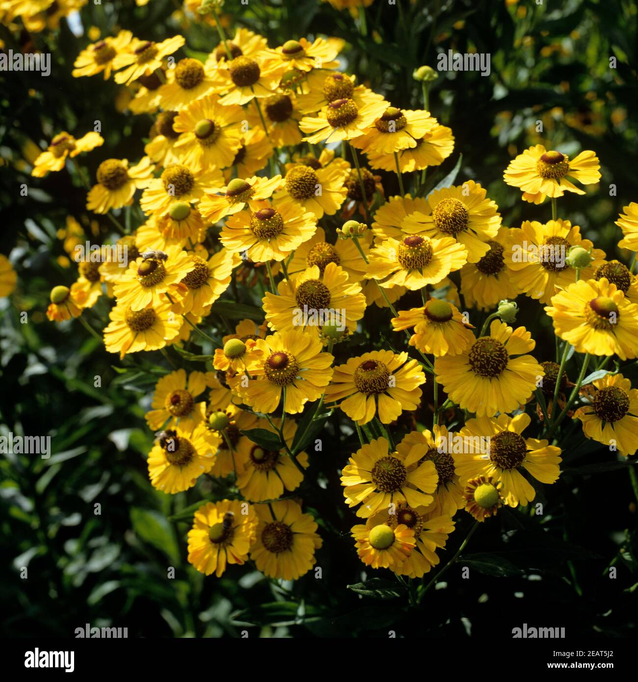 Sonnenbraut  Helenium-Hybriden Stock Photo