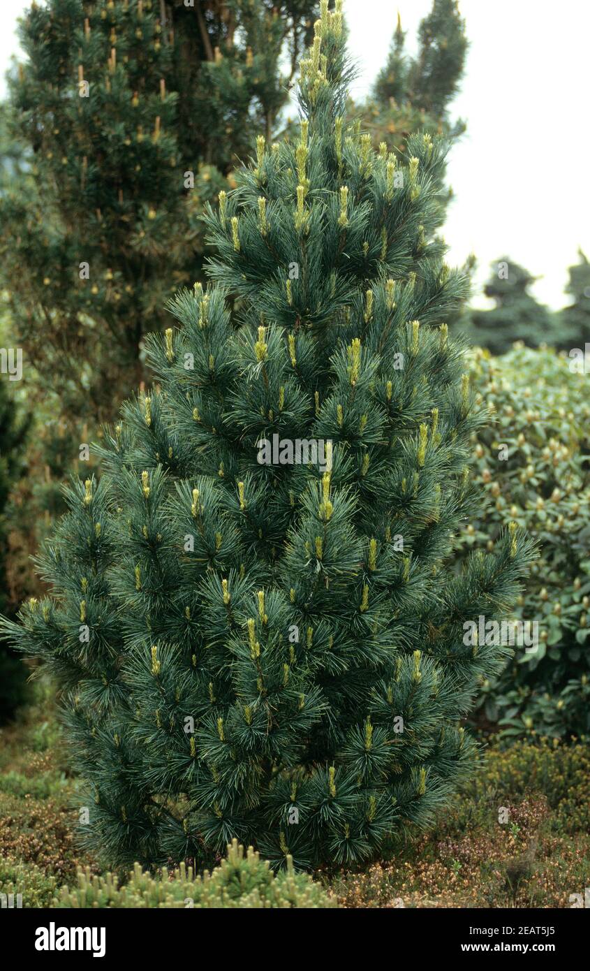 Kiefer, Pinus Stock Photo