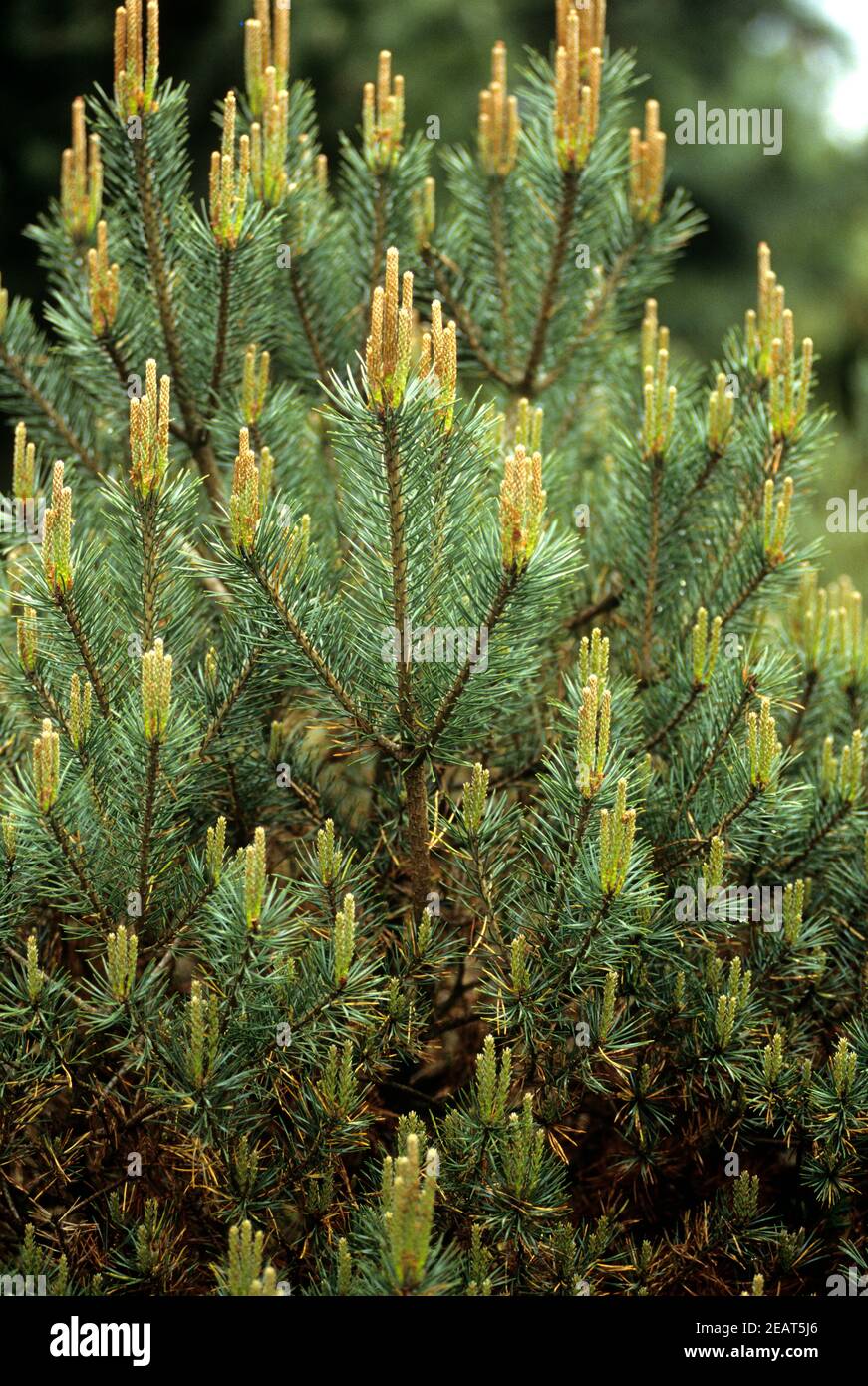 Kiefer, Pinus sylvestris, Beuvronensis Stock Photo