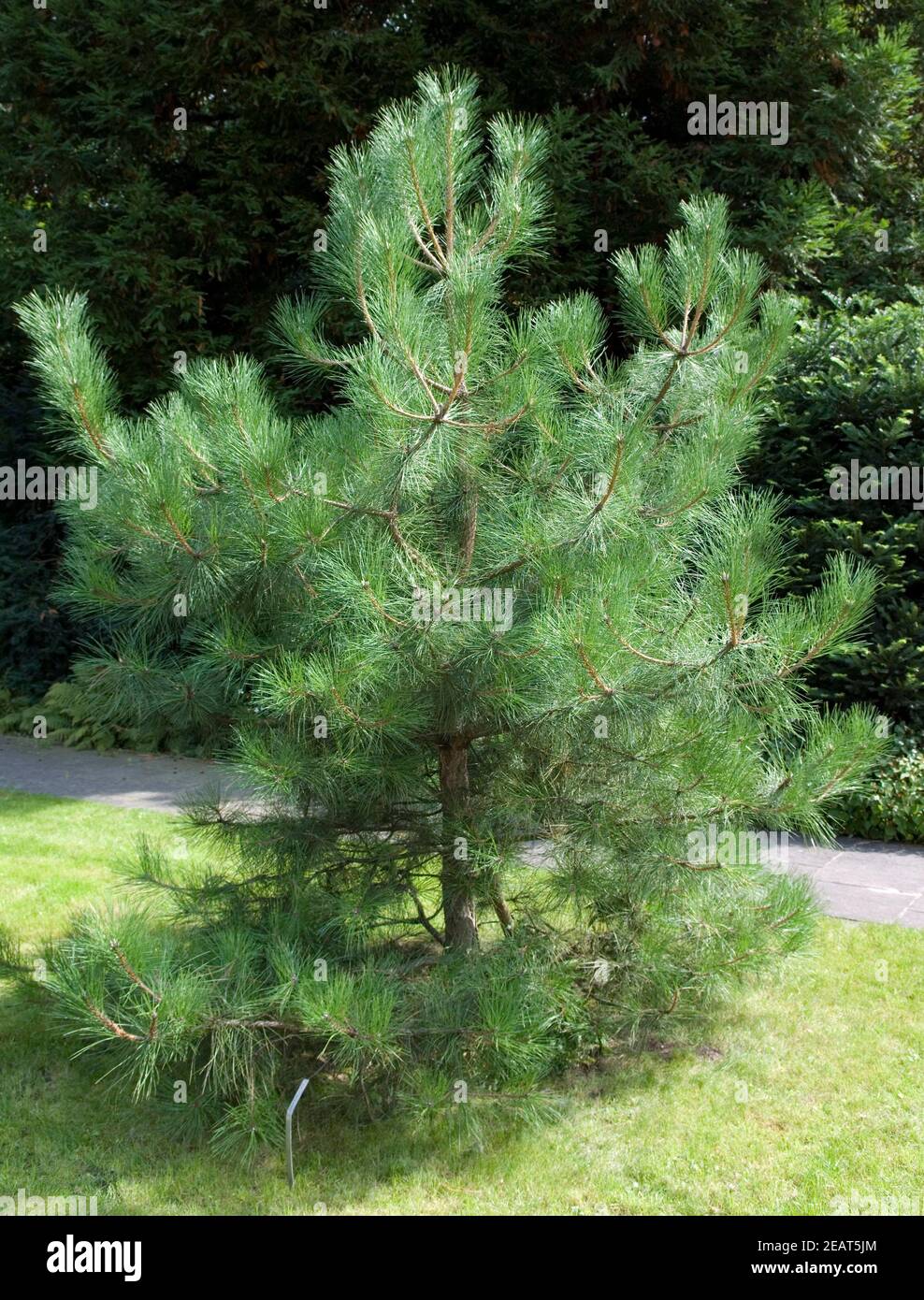 Kiefer  Pinus nigra Stock Photo