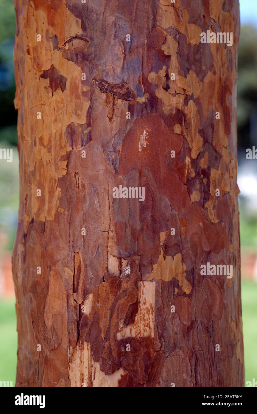 Kiefernstamm, Kiefer  Pinus  Kiefernbaum Stock Photo