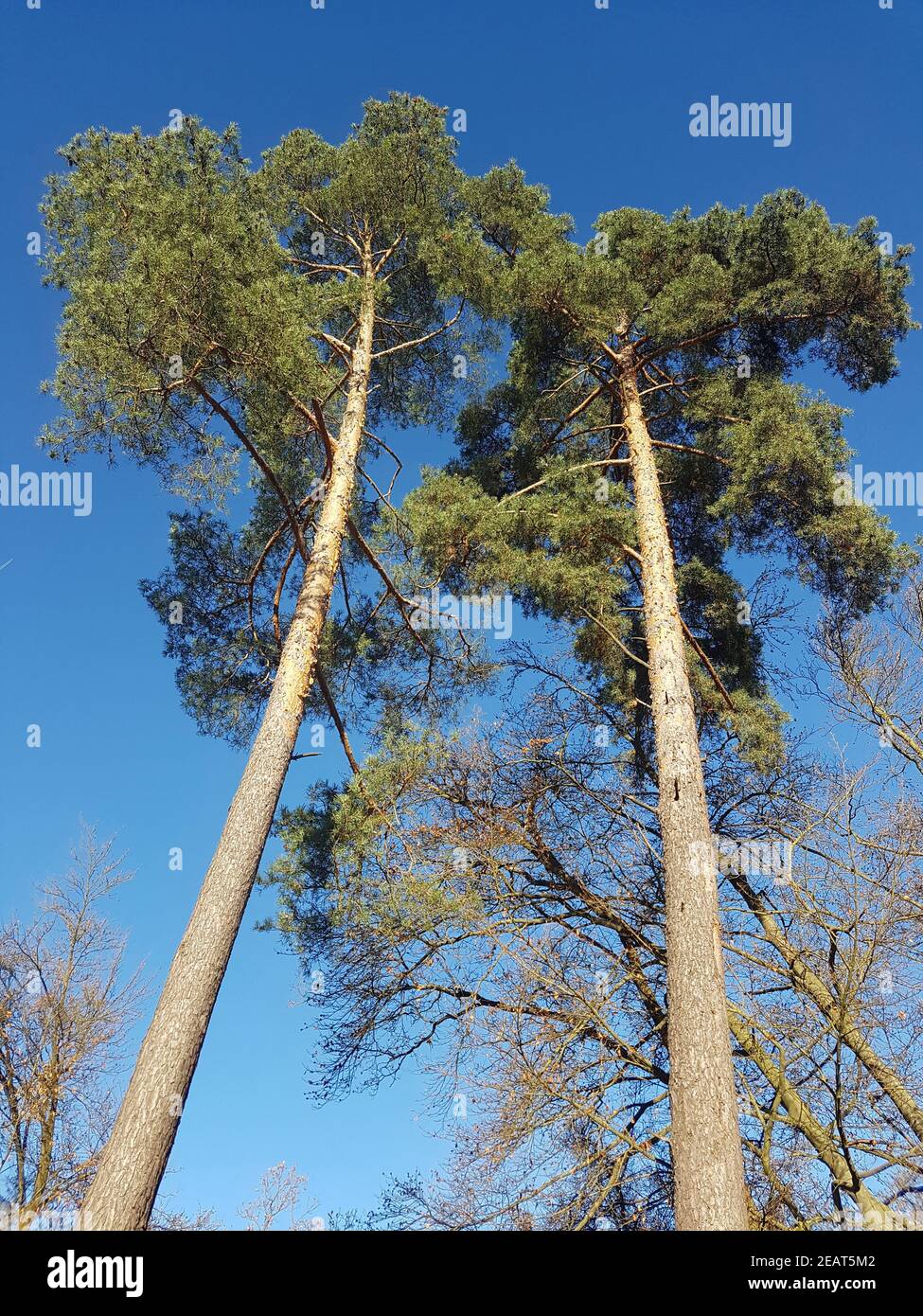 Kiefer, Pinus, March, Pine, Nadelbaum Stock Photo