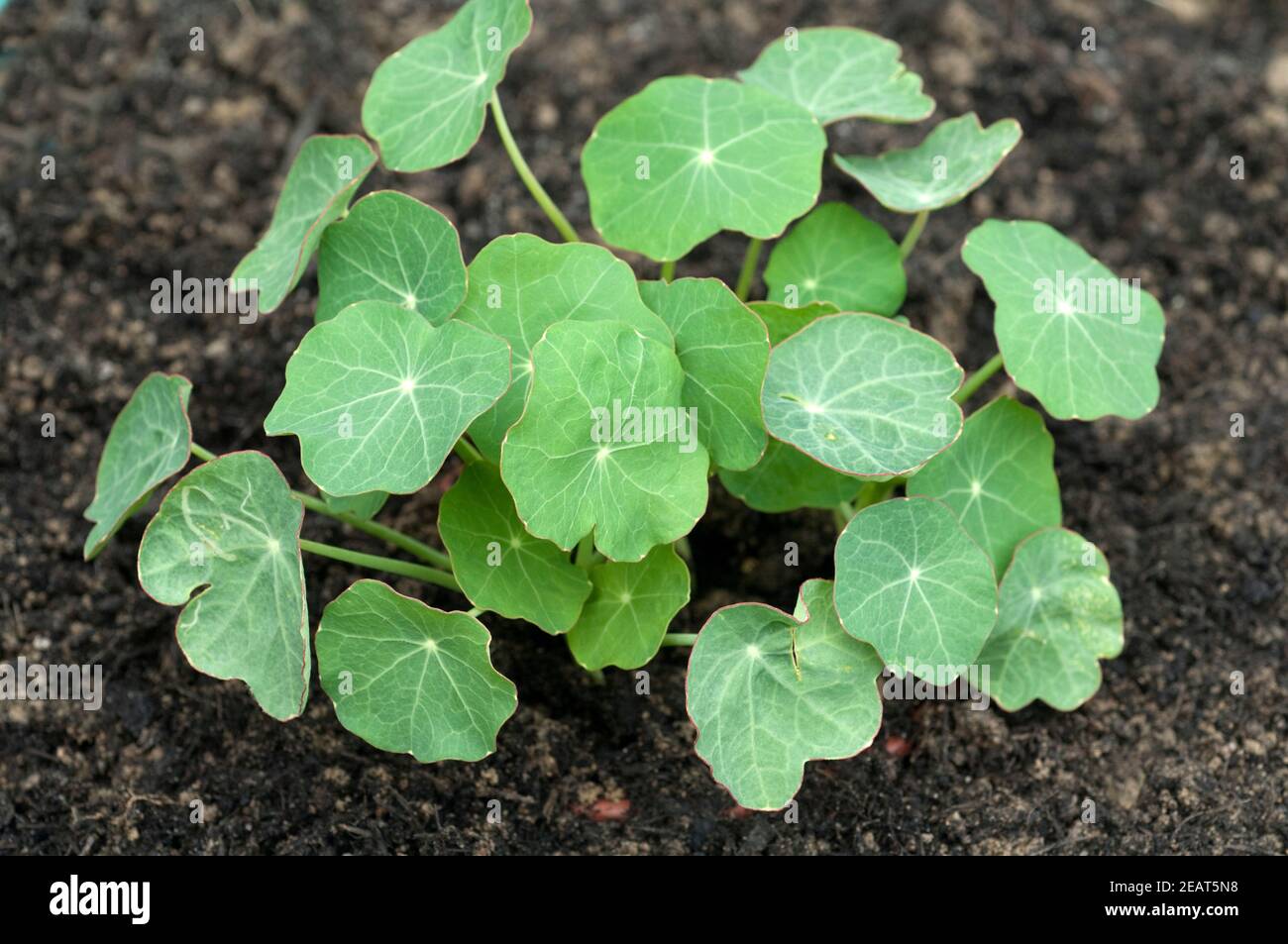 Kapuzinerkresse  Nasturtium  Tropaeolum majus Stock Photo