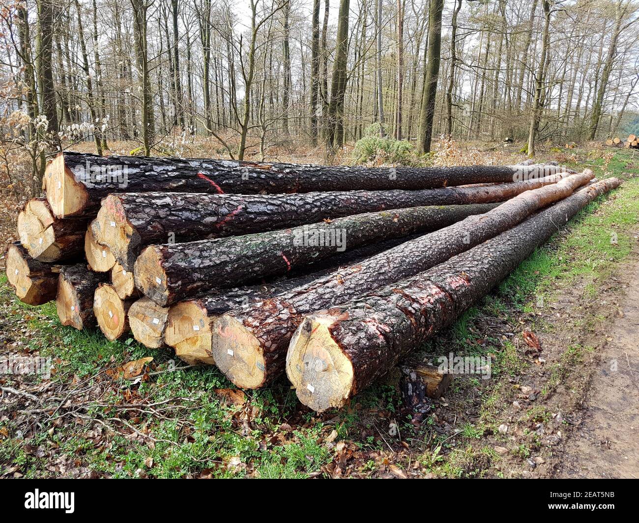 Baumstaemme, Baum, Holzernte Stock Photo