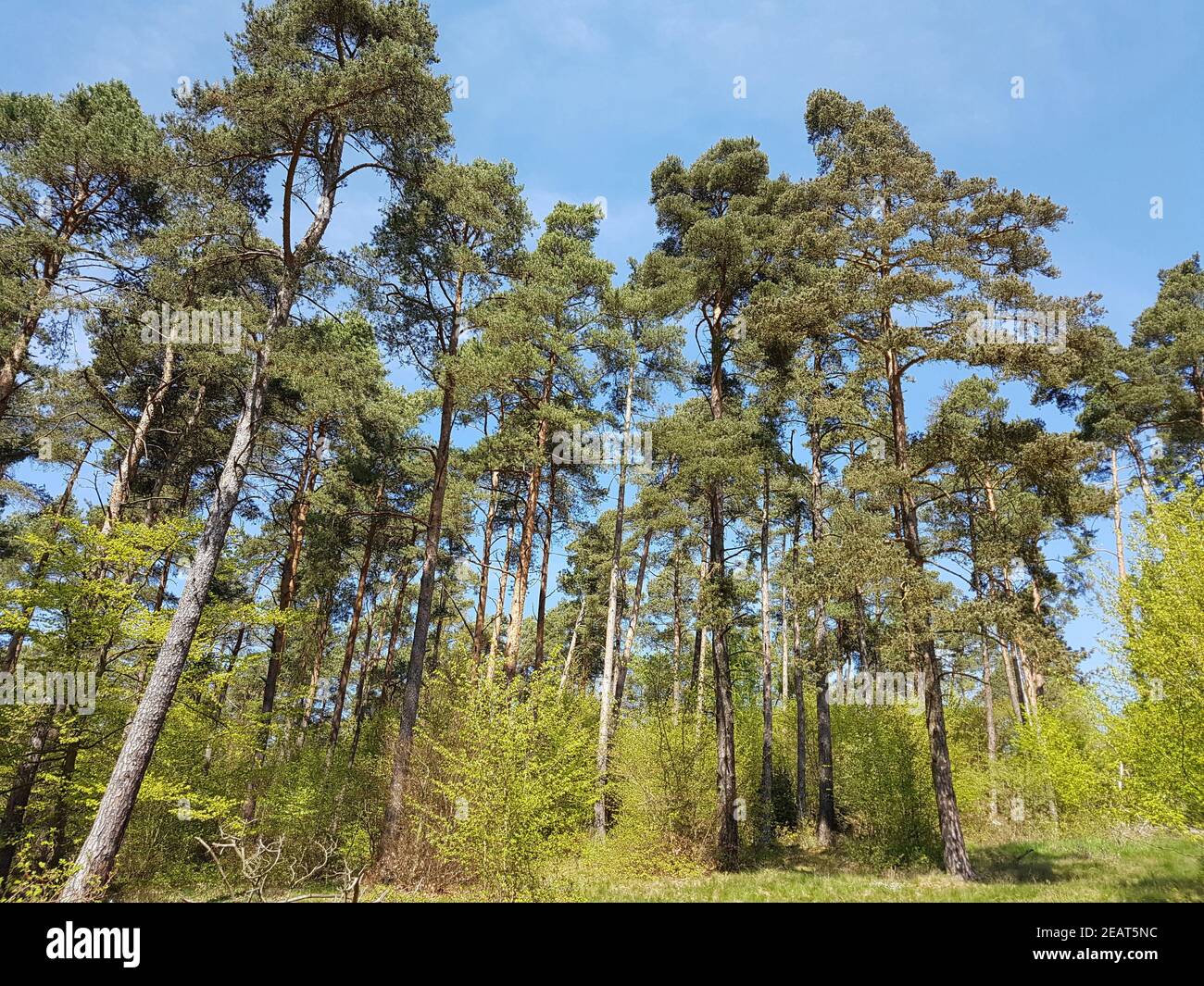 Kiefernwald, Pinus  sylvestris  Nationalpark, Kellerwald-Edersee Stock Photo