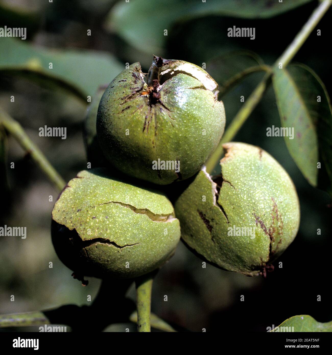 WalnÃ¼sse, Juglans Stock Photo