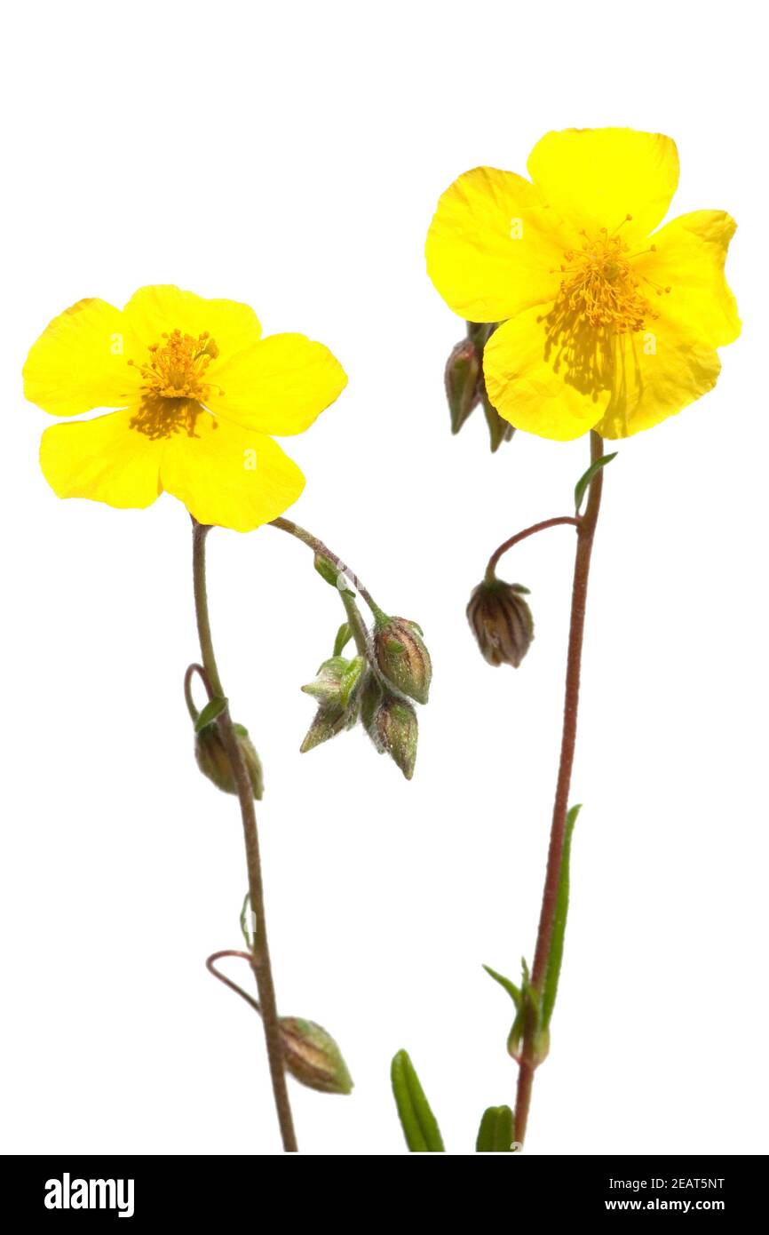 Sonnenroeschen; Helianthemum, nummularium; Stock Photo