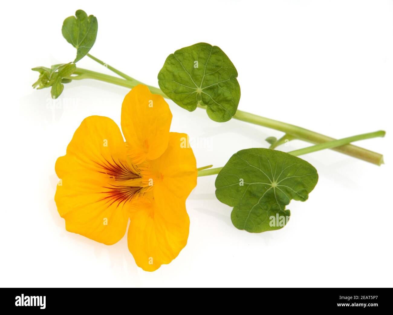 Kapuzinerkresse, Tropaeolum majus, Rankpflanze, Essblume, essbare Blumen, Heilpflanzen, - Stock Photo