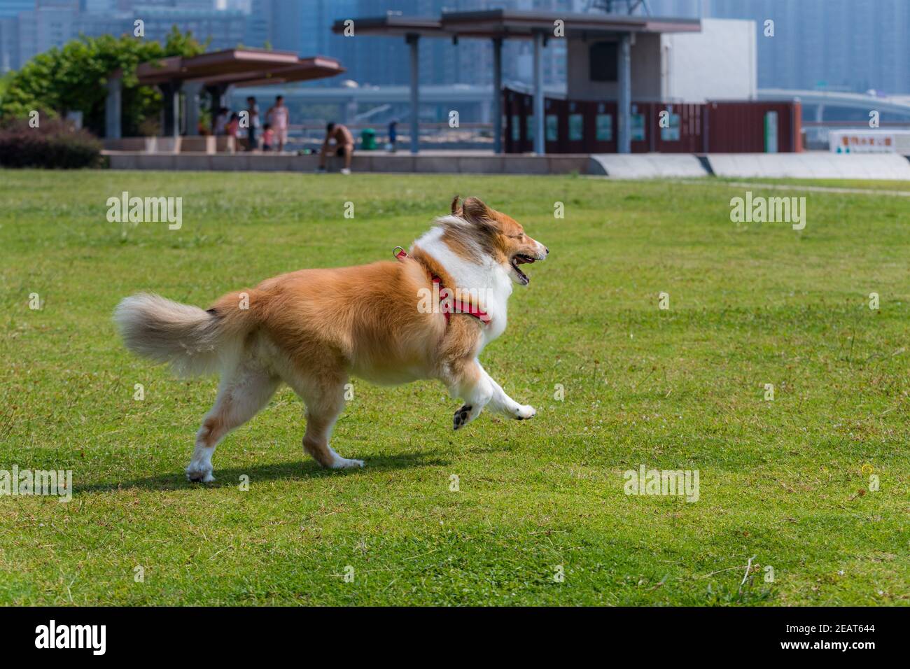 Herding dog run on green lawn Stock Photo