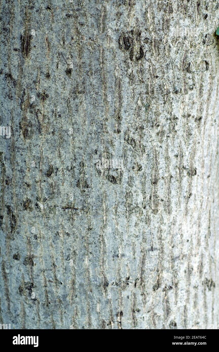 Walnussbaum, Baum  Juglans  regia Stock Photo