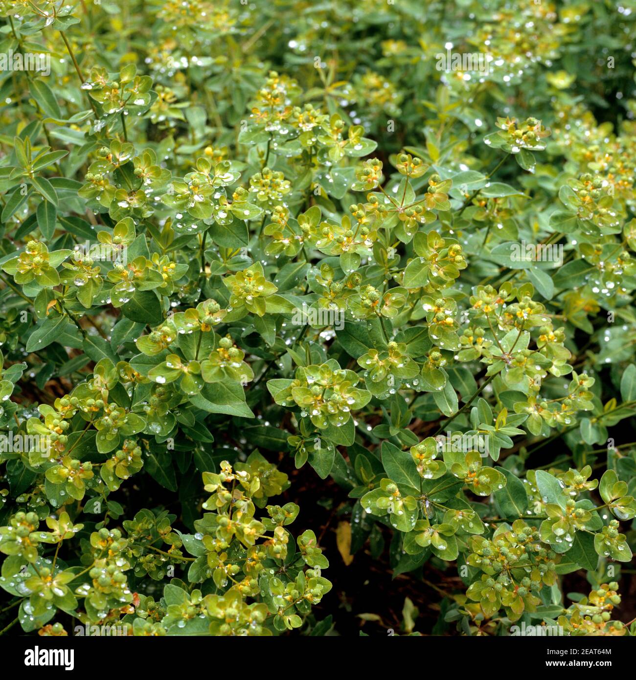 Warzen-Wolfsmilch, Euphorbia verrucosa Stock Photo