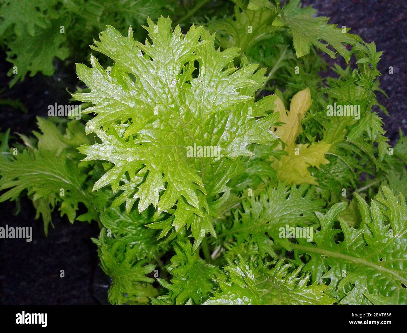 Wasabino, Brassica, juncea, Asiatischer, Salat Stock Photo