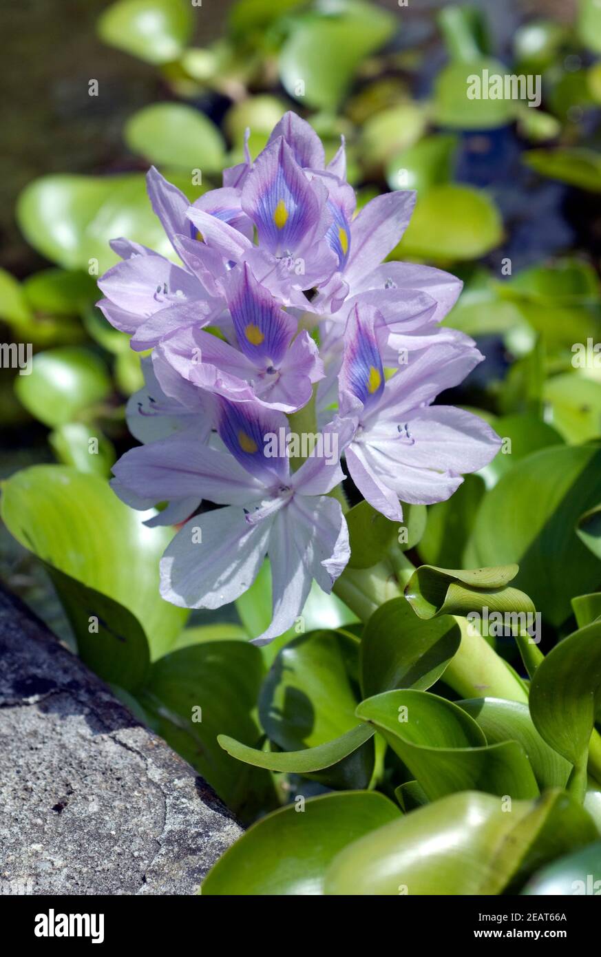 Wasserhyazinthe, Eichhornia crassipes Stock Photo