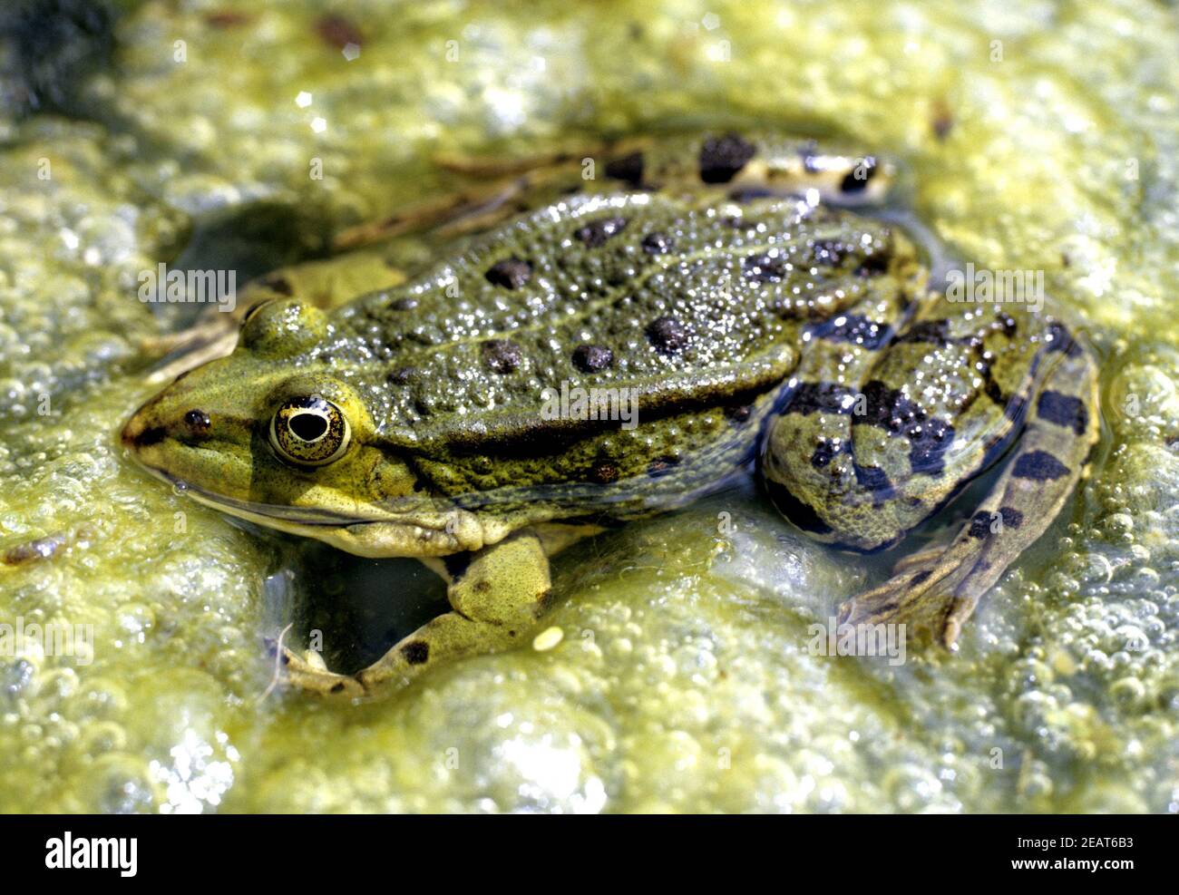 Wasserfrosch Stock Photo