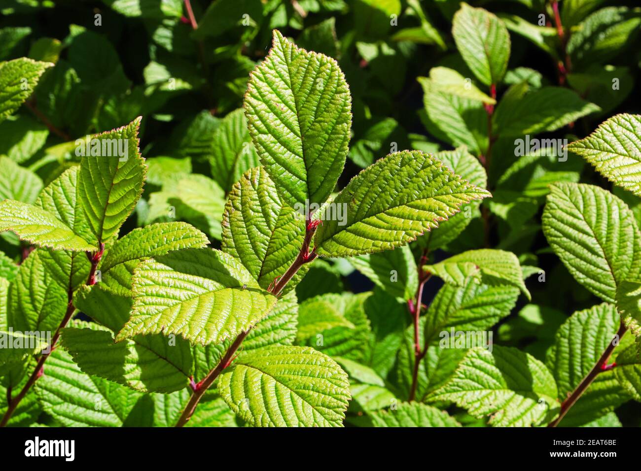 Background of a nanking cherry shrub with just leaves Stock Photo