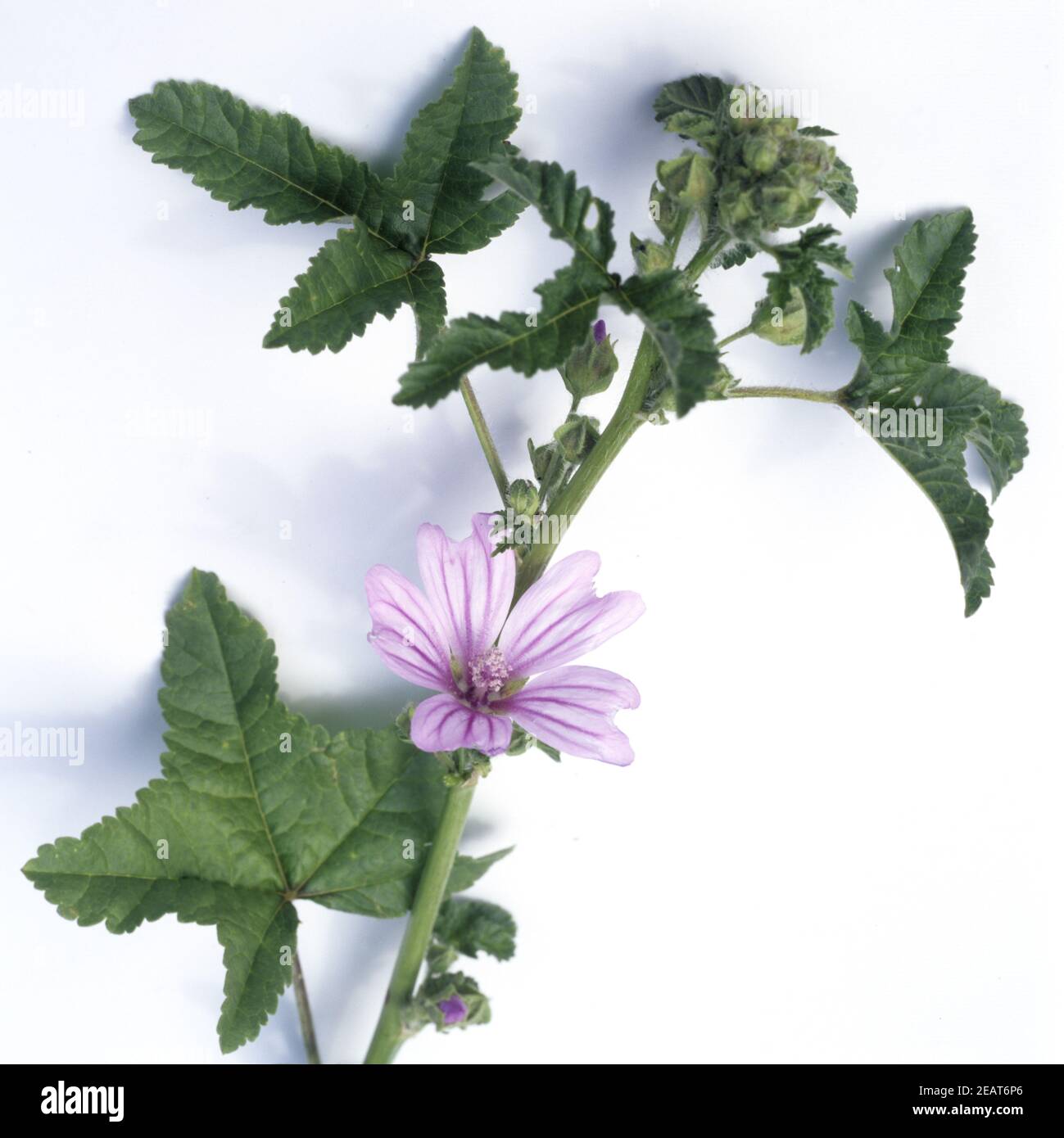 Wegmalve Stock Photo