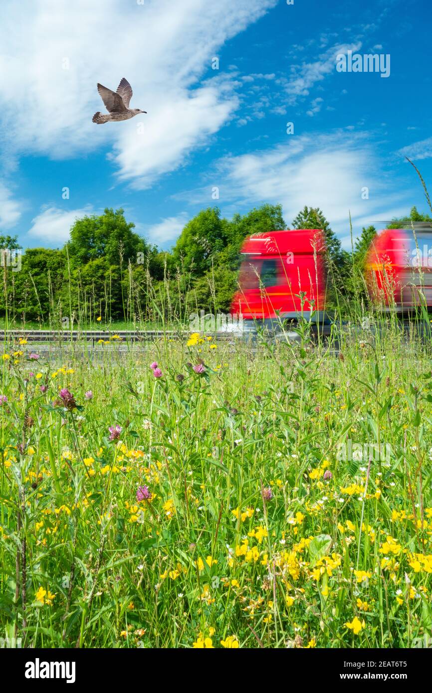 Roadside grass verge with wildflowers. Lorry, truck, HGV on road, Motorway in background Stock Photo
