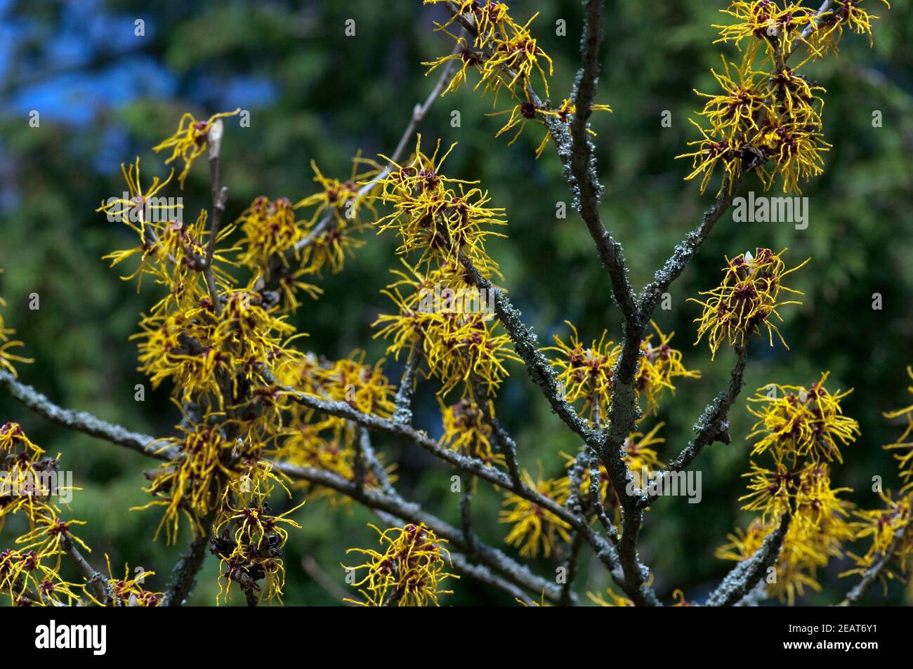 Weichhaarige, Zaubernuss  Hamamelis Stock Photo