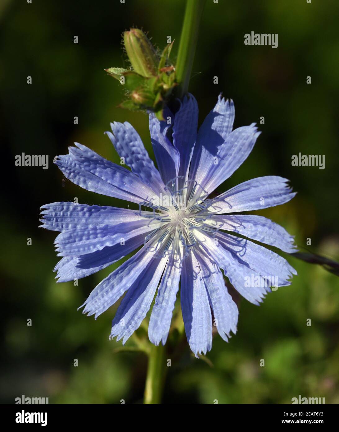 Wegwarte  Cichorium  intybus  Ackerpflanze Stock Photo