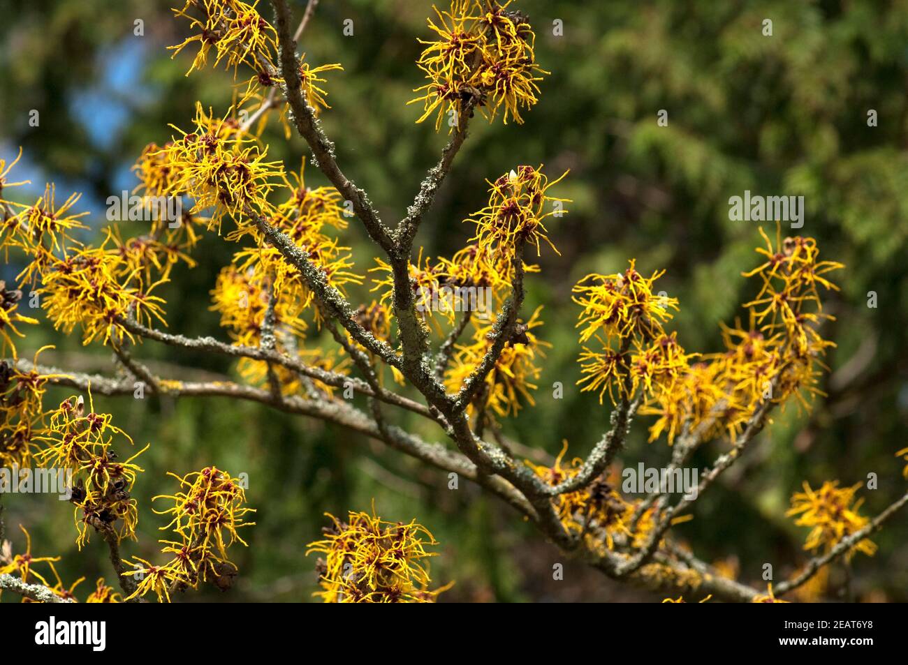 Weichhaarige, Zaubernuss  Hamamelis Stock Photo