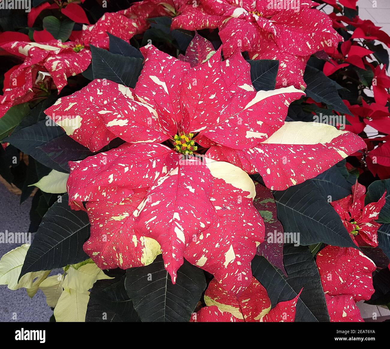 Weihnachsstern, Euphorbia pulcherrim, Princettia Stock Photo