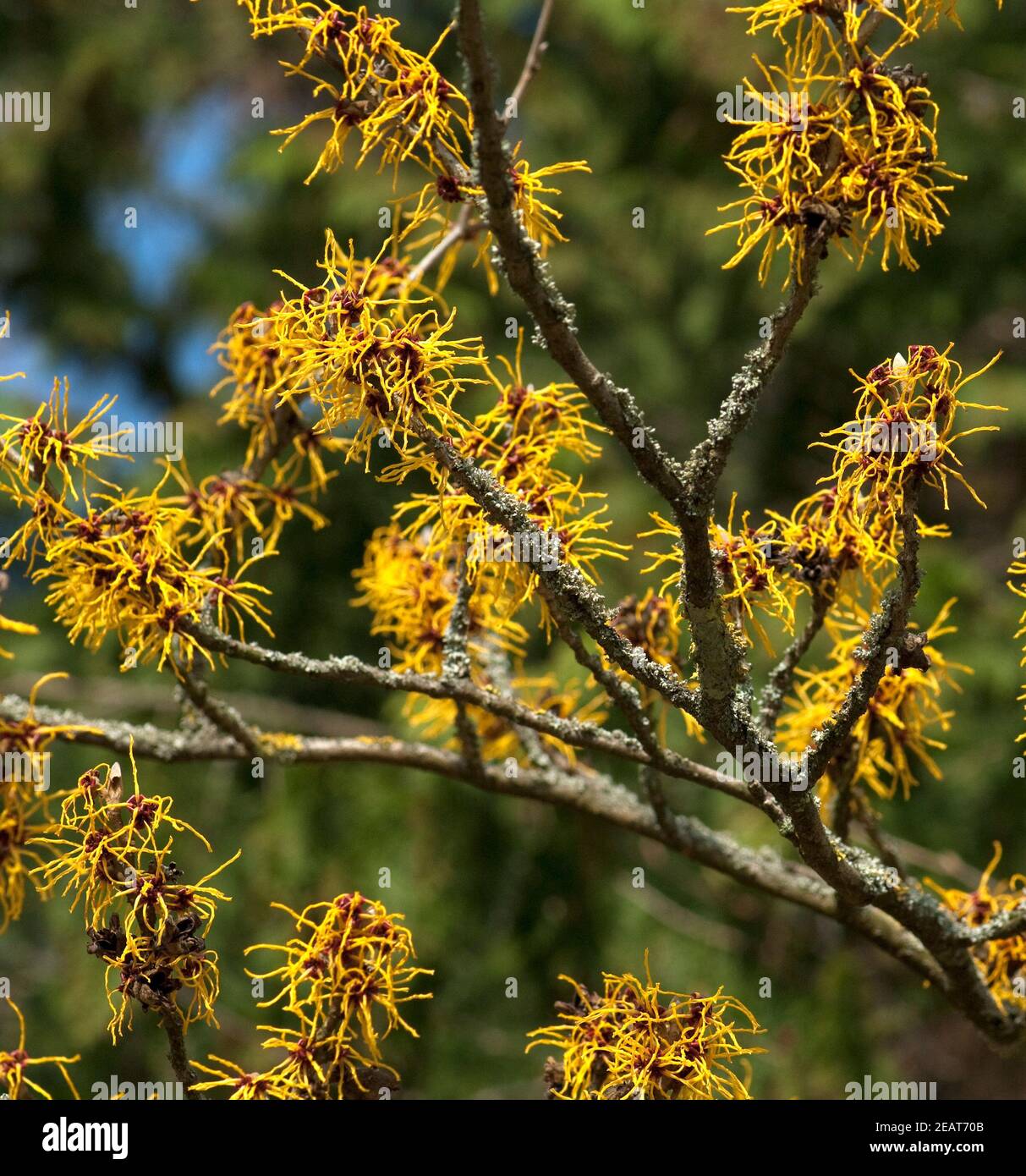 Weichhaarige, Zaubernuss  Hamamelis Stock Photo