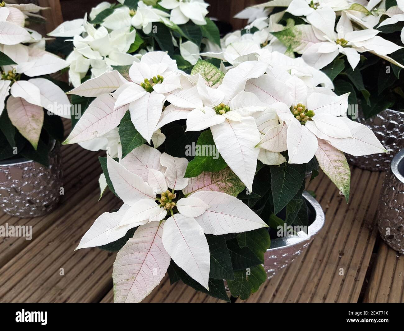 Weihnachsstern, Euphorbia pulcherrim, Princettia Stock Photo