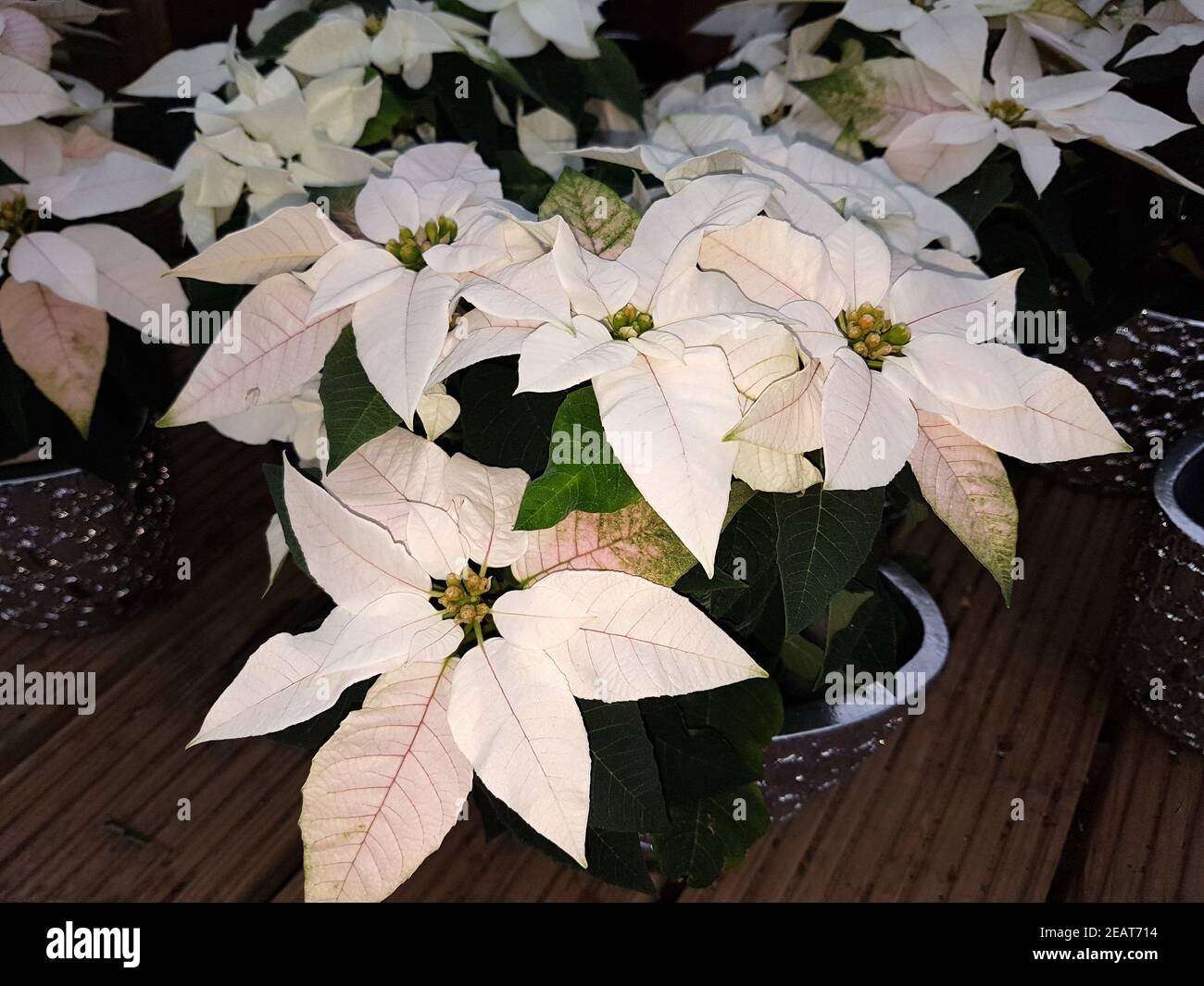 Weihnachsstern, Euphorbia pulcherrim, Princettia Stock Photo