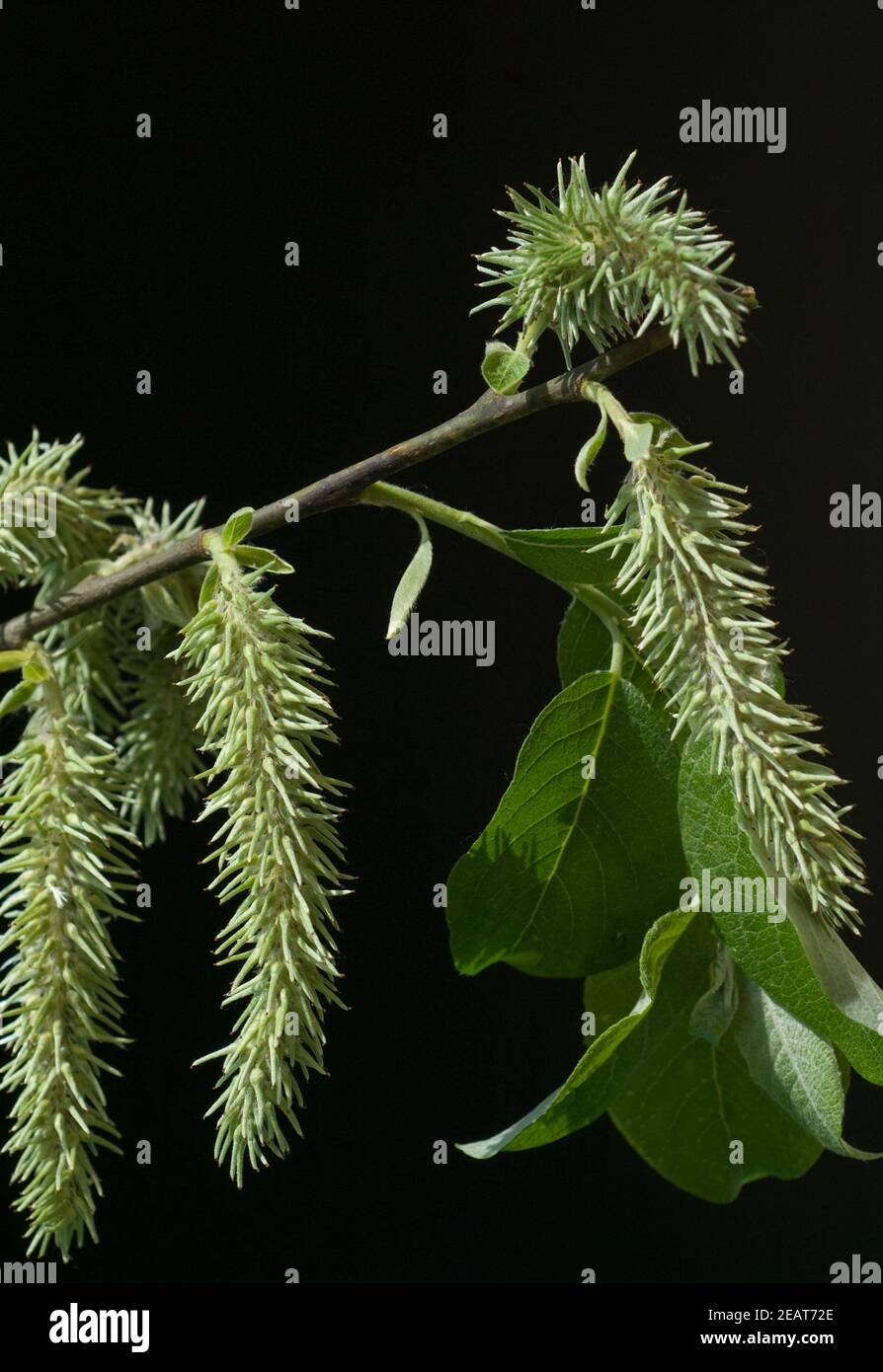 Weidenkaetzchen, Salix  weiblich Stock Photo