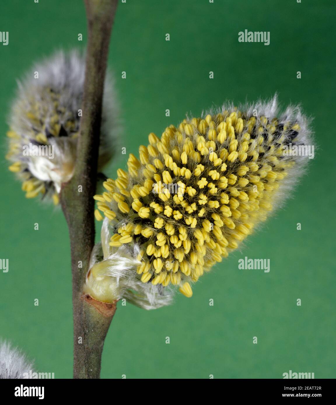 Weidenkätzchen, Salix Stock Photo