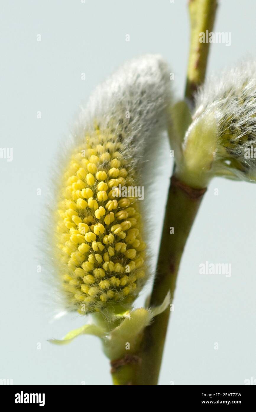 Weidenkaetzchen, Salix, bluehend Stock Photo