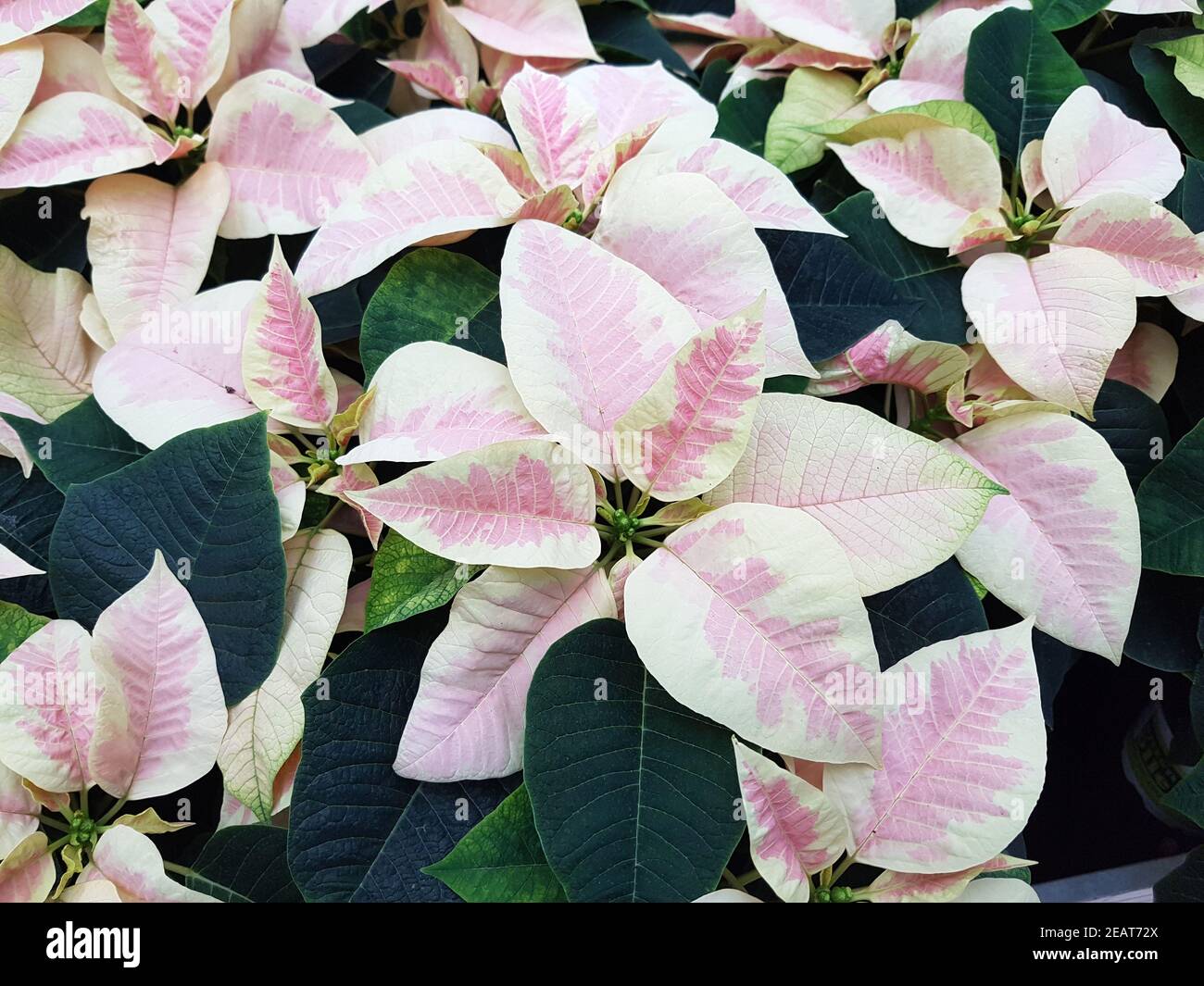 Weihnachsstern, Euphorbia pulcherrim, Princettia Stock Photo