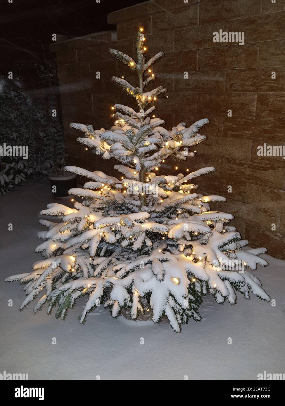Weihnachtsbaum, Tannenbaum, Christbaum Stock Photo
