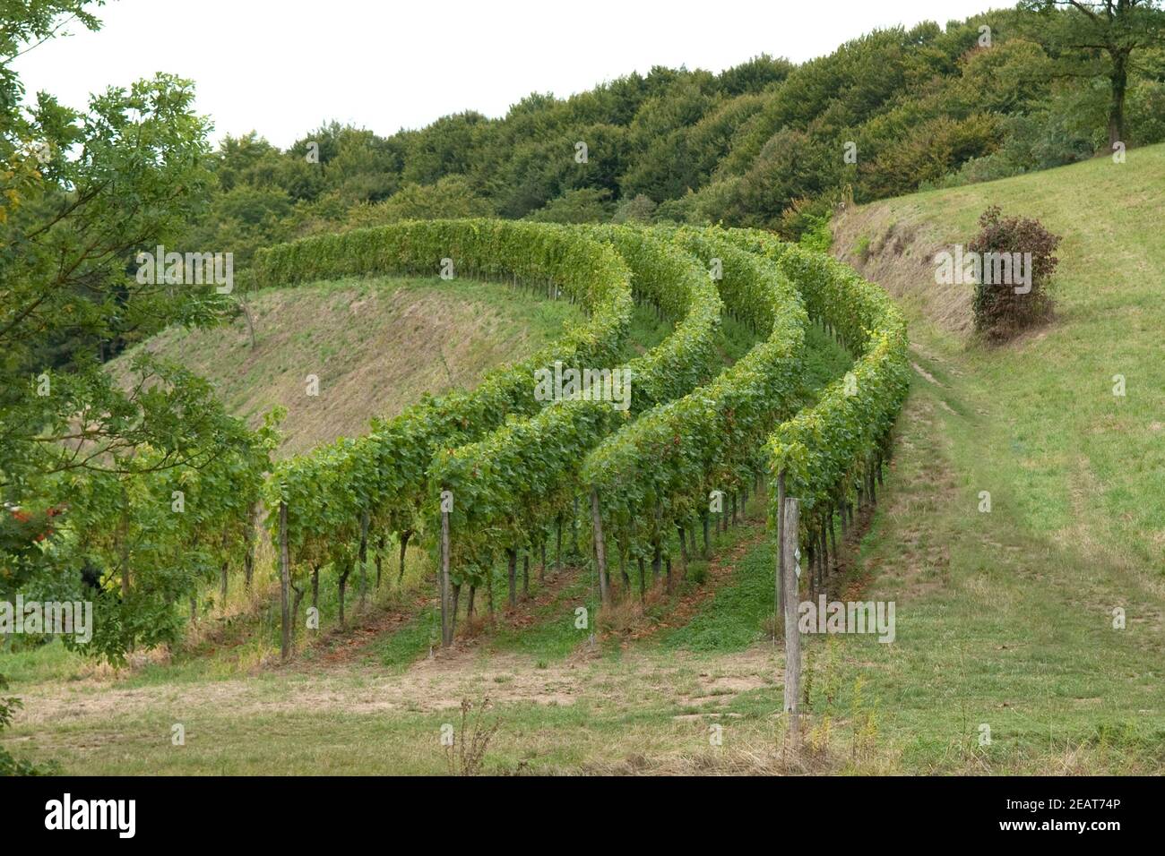 Vintage vineyard hires stock photography and images Alamy